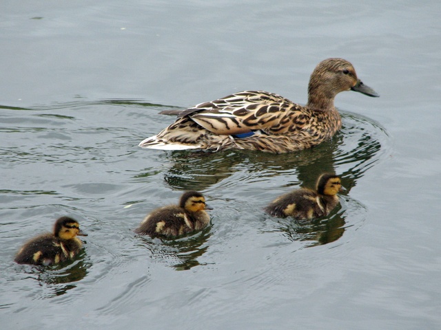 ducklings-1398520-640x480.jpg